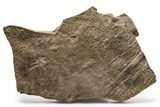 Cruziana (Fossil Trilobite Trackway) - Morocco #253162-1